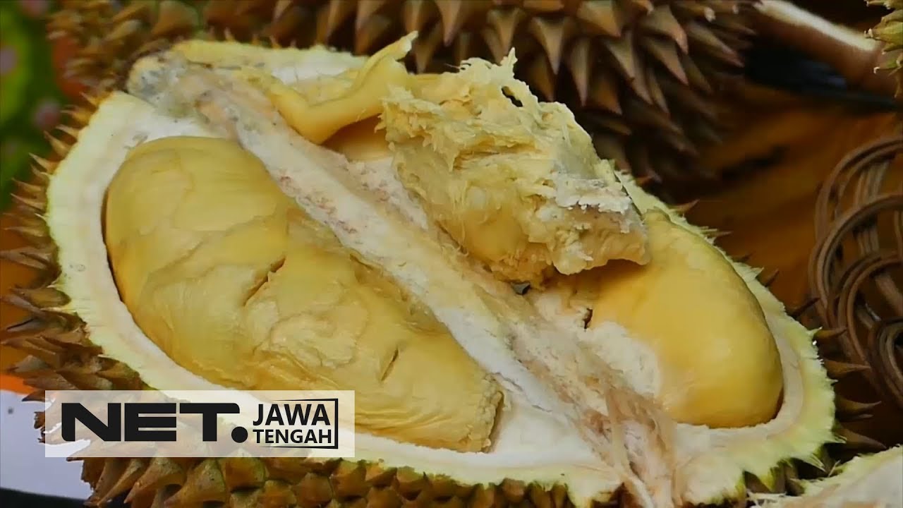 76+ Gambar Aneka Durian Terlihat Keren 76+ Gambar Aneka Durian Terlihat Keren