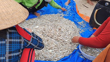 Bãi Chí Linh (Vũng Tàu) mùa kéo cá cơm về