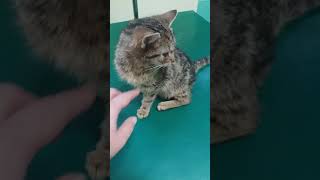 Kotto Z Pękniętą Przeponą