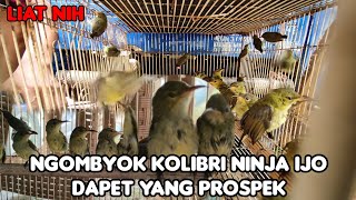 LOOK AT THIS!! THE GREEN NINJA HUMMING TRICK. GUARANTEED JEKPOT.