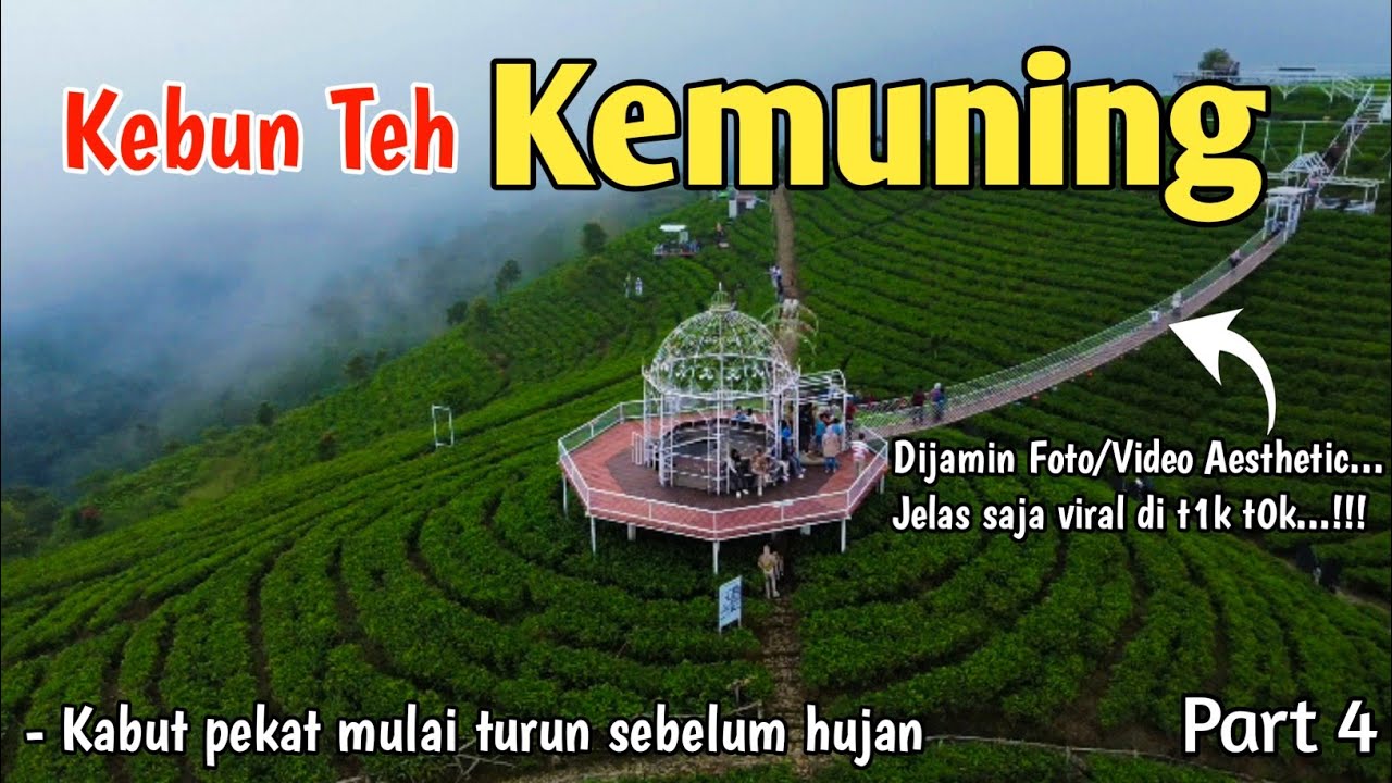Kebun Teh Kemuning 2025 Full berkabut