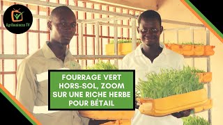 Burkina Faso : Fourrage vert hors-sol, zoom sur une riche herbe pour bétail