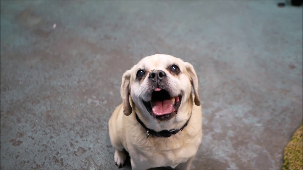 adopt cats long island Pac Man 46087 | Curly Tailed Cutie NYCACC