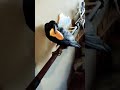 手すりカラスもパンを貰うと帰ろうか遊ぼうか葛藤する