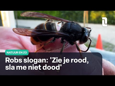 Rob heeft een site over de Aziatische hoornaar | Natuur en Zo