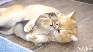 Hugs and affection given to kittens show the mother cat's happiness.