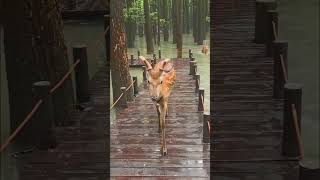 A Herd Of Deer In The Forest Of Qingshan Lake In Hangzhou.