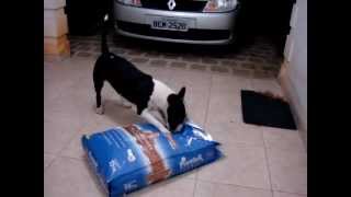 Bull Terrier Katara É Minha Ração