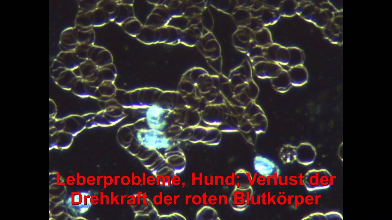 DFM, Hund; Leberprobleme, geschwächte Drehkraft der roten Blutkörper