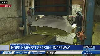 Oregon's hops harvesting season underway