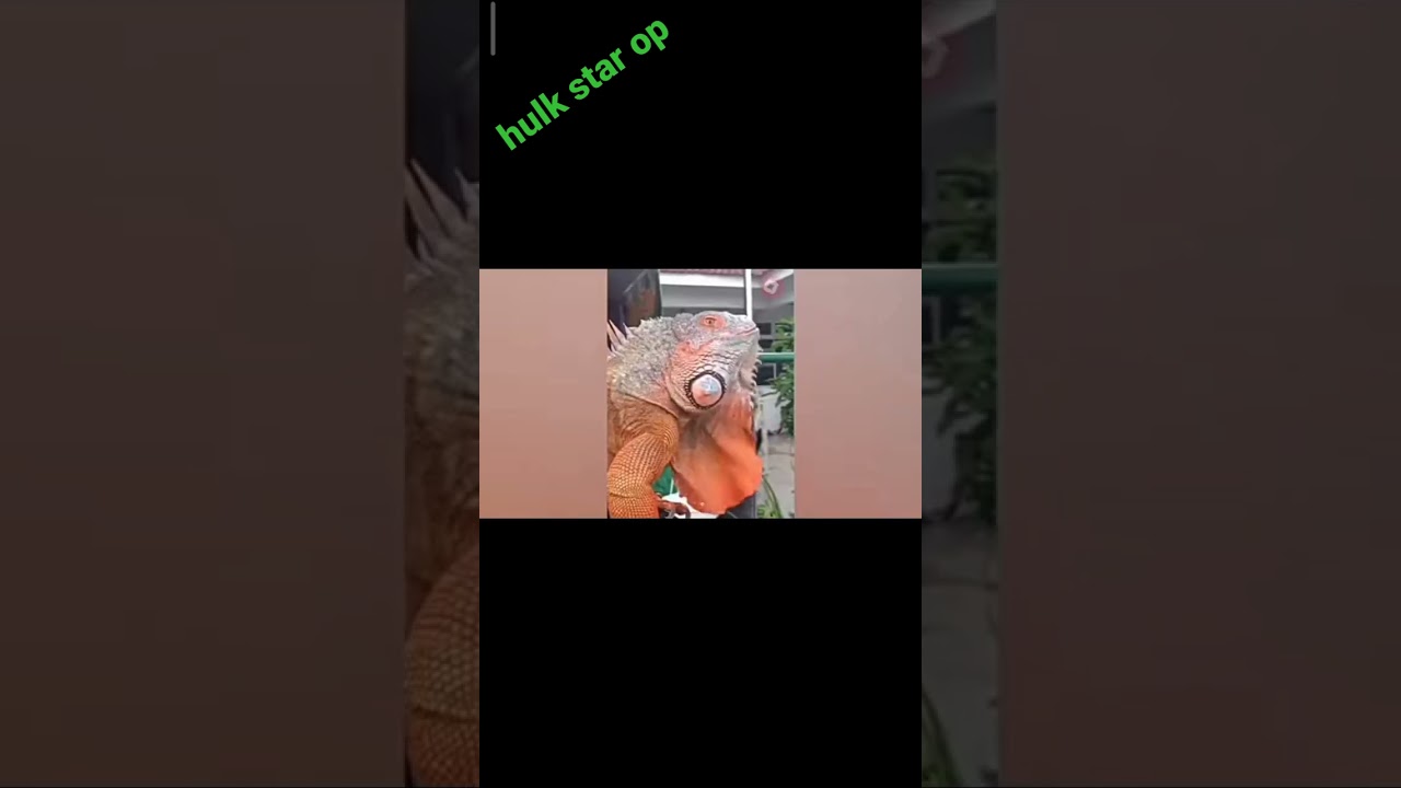 cute animal transport wild animal