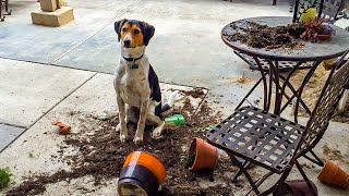 Easy Ways To Puppy-Proof Your Home! by BrightDog Dog Training 380 views 5 months ago 8 minutes, 42 seconds