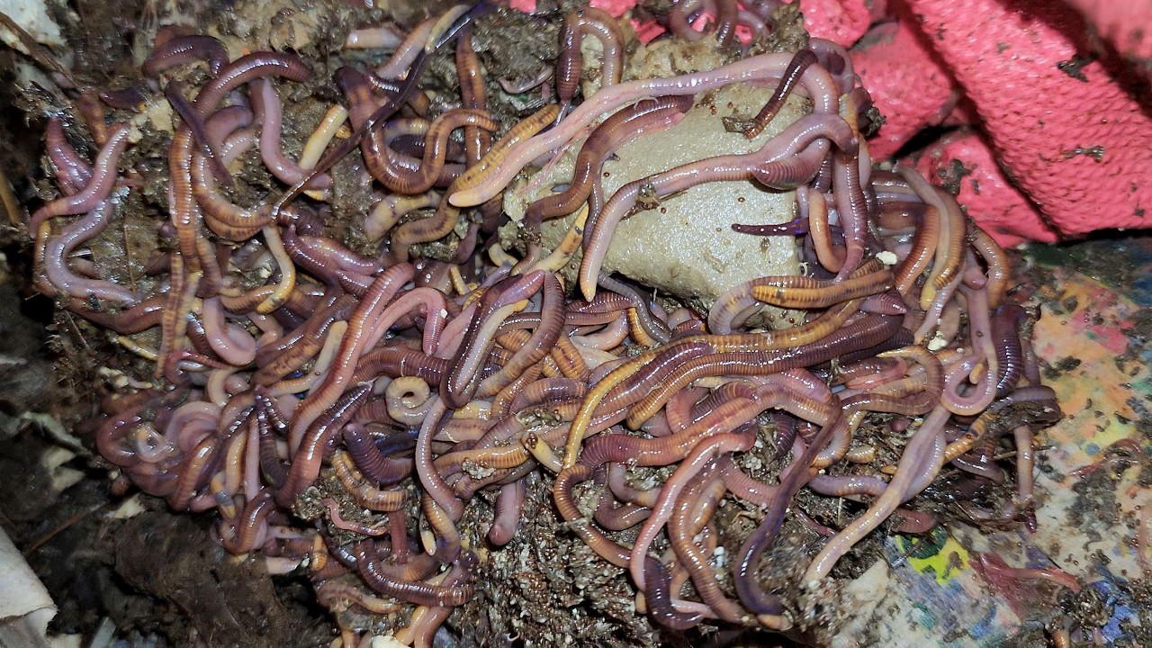 Mixed Worm Bin 2 Post Pie Day 21 Check-In 12 January 2025 