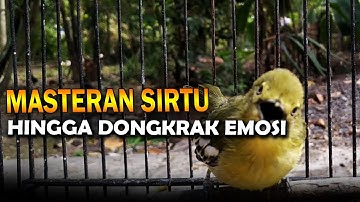 masteran sirtu gacor full isian istimewa 4 jam !! 01