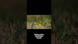 Getting my first pine warbler photos