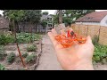 Backyard whooping | Red whoop