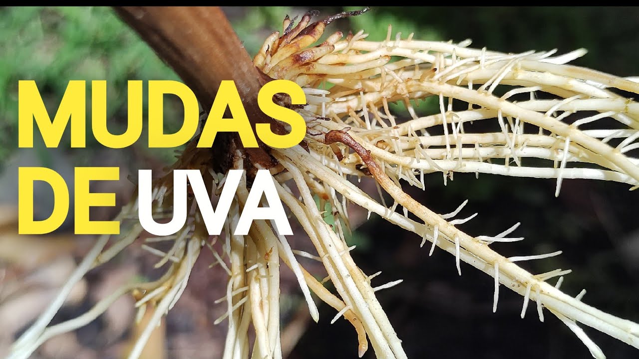 Melhores Dicas pra Fazer Mudas de Uva