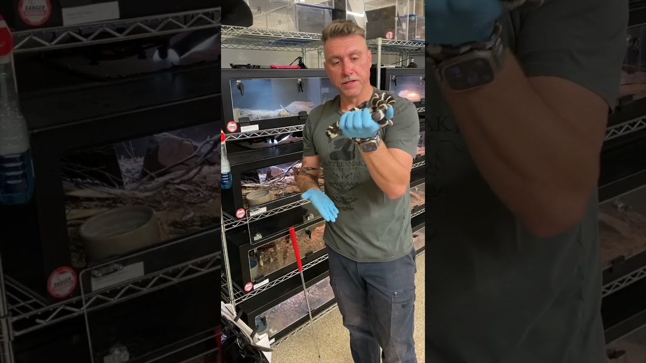 Doing snake enclosure maintenance