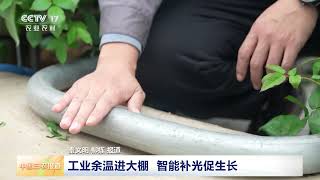 [中国三农报道]春耕中国 山东莒县 工业余温进大棚 智能补光促生长 | 农业致富经 Agriculture And Farming