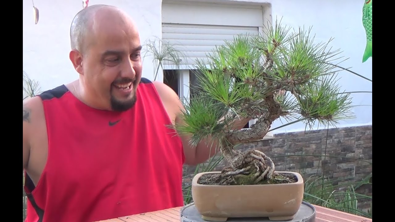 Pino negro tras el Metsumi