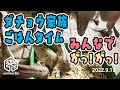 【 旭山動物園】みんなでなかよくお食事ガッ❗️ガッ❗️ガッ❗️🐥🐥🐥実はとても珍しい✨ダチョウの家族！[Asahiyama Zoo]  Ostrich Family