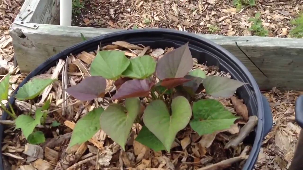 Last May Update Back to Eden Garden Eastern, NC Zone 7b YouTube
