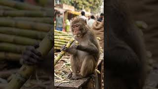 Jab Mankey ne Gym Leader ki band baja di! 🤣 #shortvideo