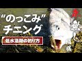 【チニング】「年無し」捕獲！-低水温期の釣り方-