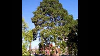 Franjo Knežević - Djevojka Je Zelen' Bor Sadila