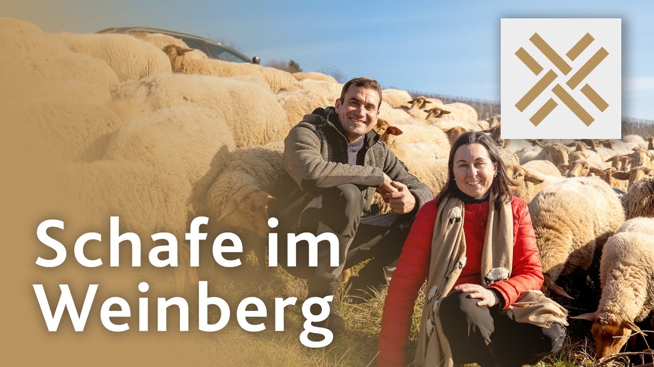Winzer & Schäfer Hand in Hand: Kulturlandschaftspflege im Remstal 🌱
