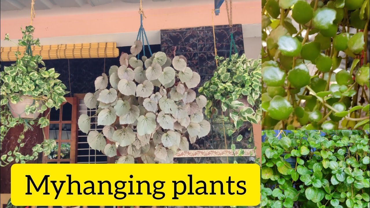 My Hanging plants Hanging plants online sale FasilasGreenWorld