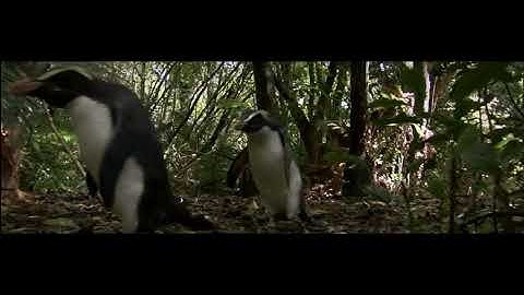 Benedict Cumberbatch says "penguin" in BBC South Pacific Episode 5 - Strange Islands full clip