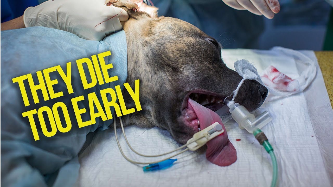 Why Dogs Can't live for 100 YEARS like Humans