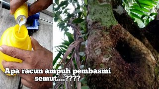 Exterminating ants on rambutan trees before harvesting