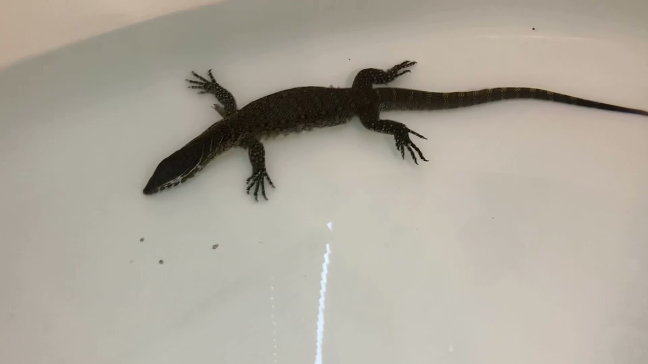 *Nile Monitor bite me* My Monitors soaking.