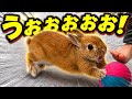 パスカットォォォォォォォ!!