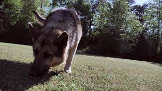 A German Shepherd Dog Sniffing The Grass German Shepherd Gsd Smart Dogs The Dogtube