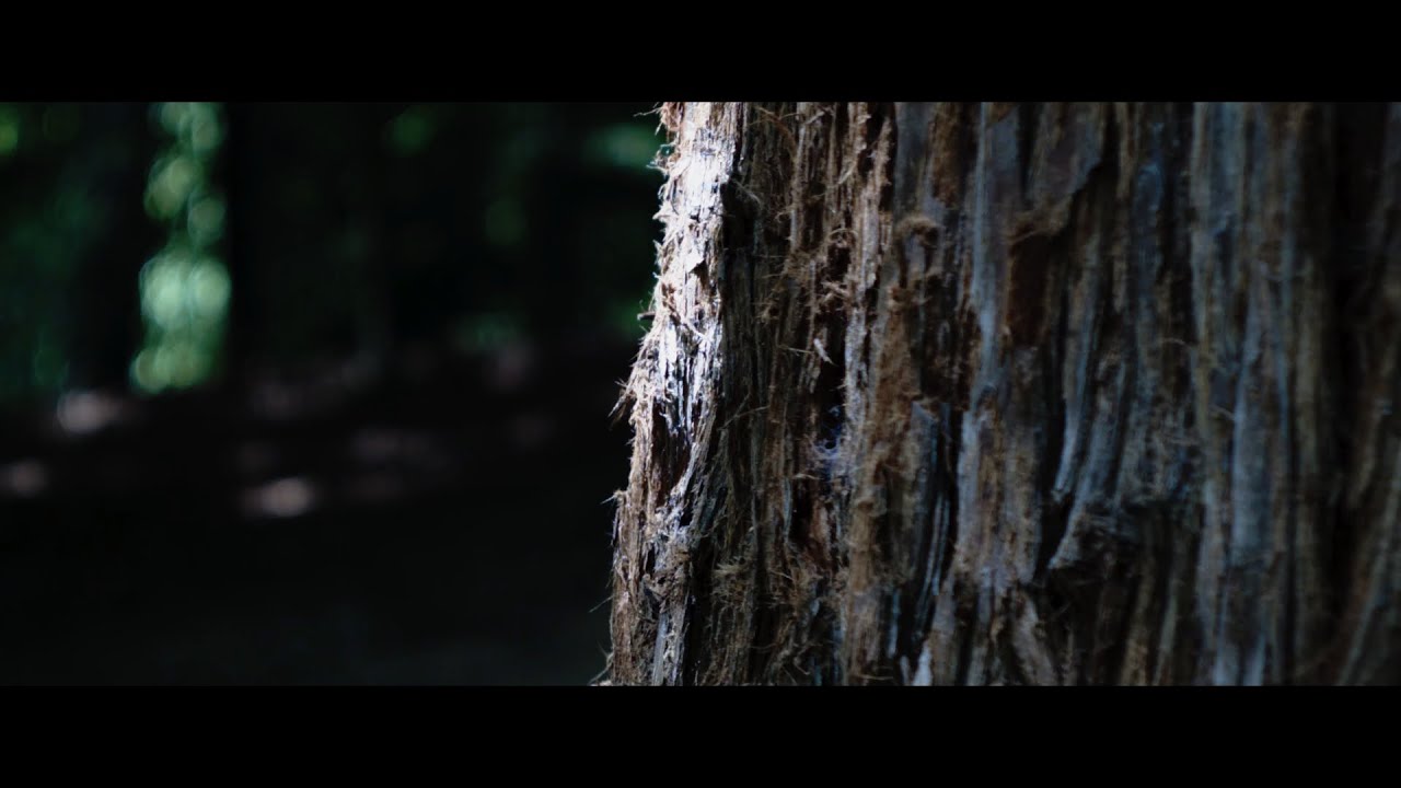 BMPCC Original | Helios 44M-2 | Blackmagic Pocket Cinema Camera