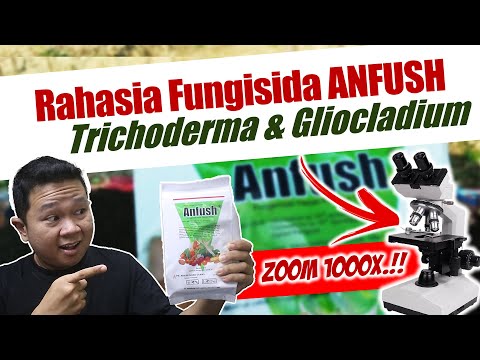 Video: Di manakah acuan alternaria tumbuh?