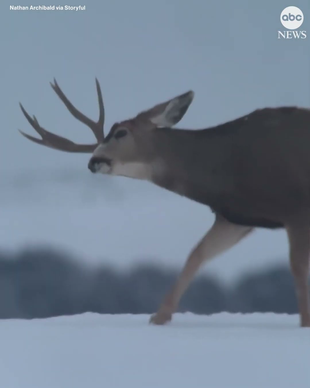 Deer startled after shedding its antler
