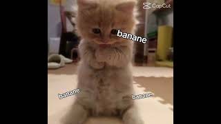Niye akıllı oliyimki ben banane banane