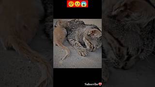 Oh No No No,Someone Pleasee Help These Dying Mama Cat,Please😭😢🥰🙏 #Youtubeshorts #Kitten #Reaction