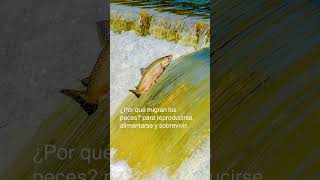 Día Mundial de la Migración de Peces (World Fish Migration Day)