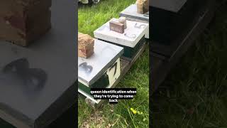 4x4 Divided Queen Mating Nucs- My Setup#beekeeping #bees