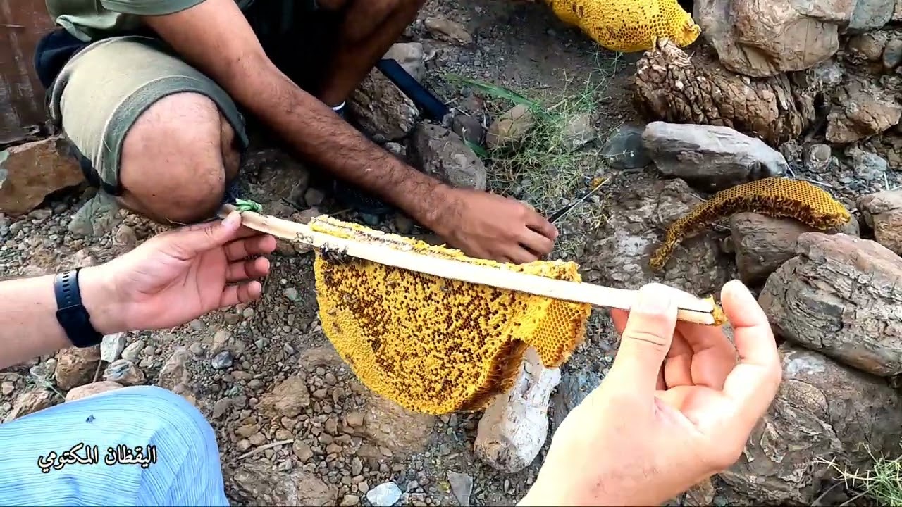 شاهد:1.طريق قص الخلية نحل أبو طويق و تصفيتها/2.إعادة الخلية لمكانها/3.نزول ملكة النحل في الخلية.