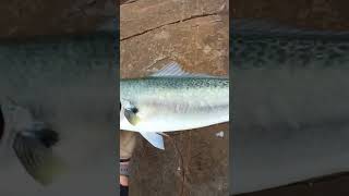 Landing Releasing Salmon Clip 3