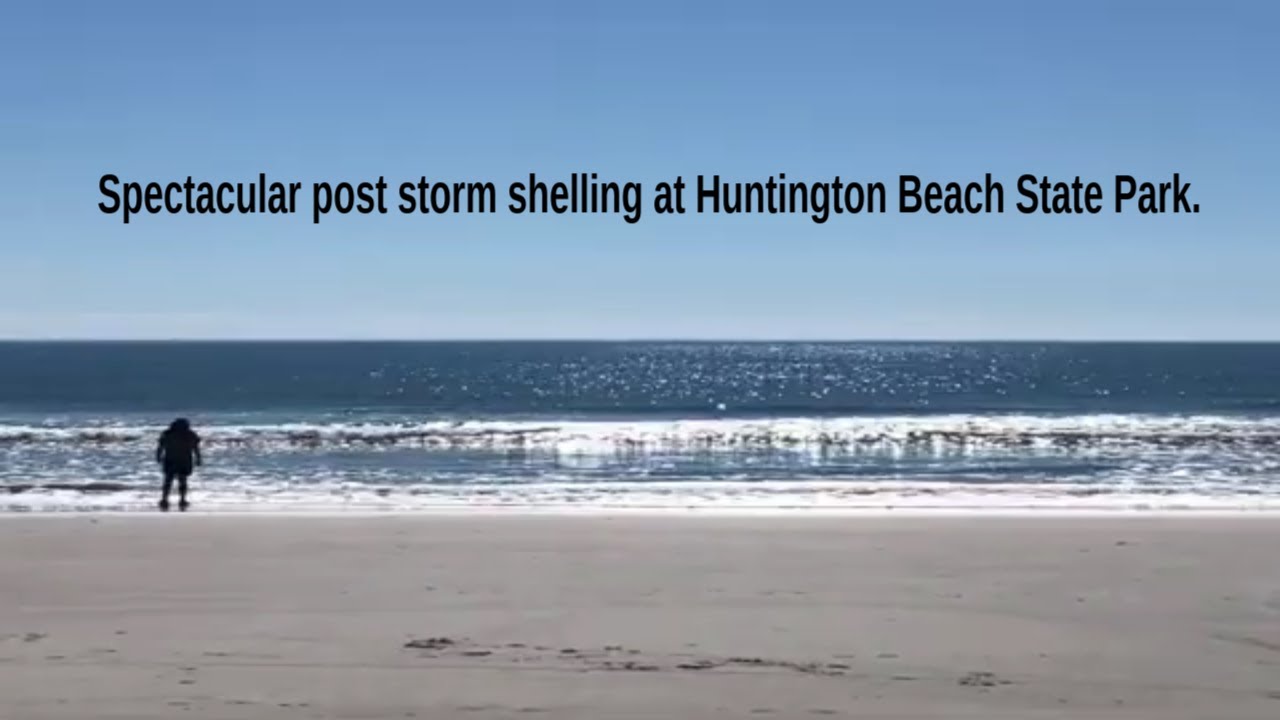 SHELLING BONANZA After HURRICANE IAN Check Out This Haul YouTube shelling-bonanza-after-hurricane-ian-check-out-this-haul-youtube