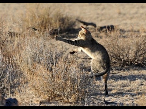 Vídeo: Protegendo Gatos De Doenças De Aves Selvagens