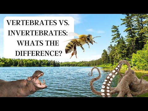 Vertebrates vs. Invertebrates: