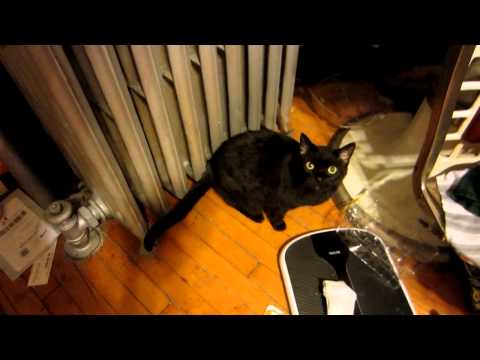 MEOWWWW 100,000 SUBSCRIBERS
